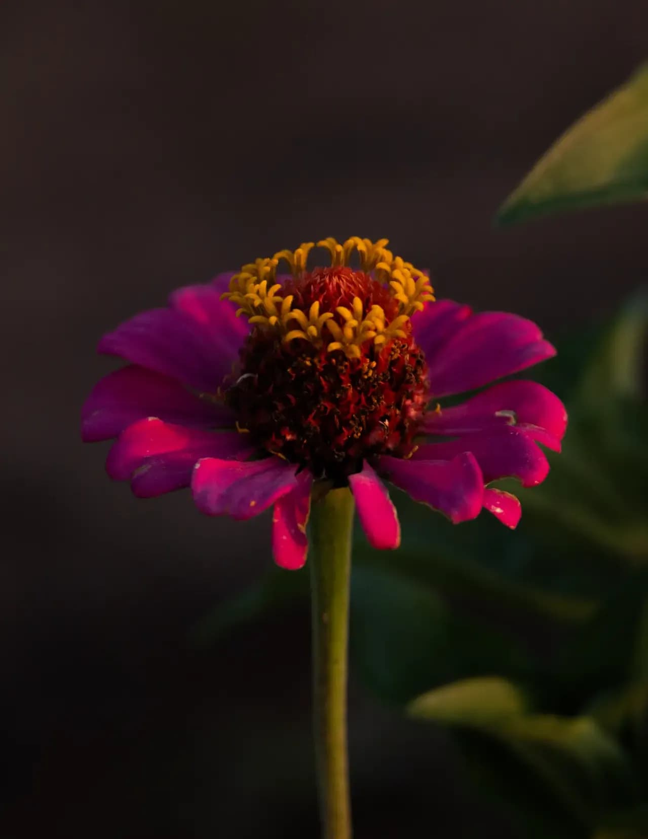 Cimarron Sky Photography image