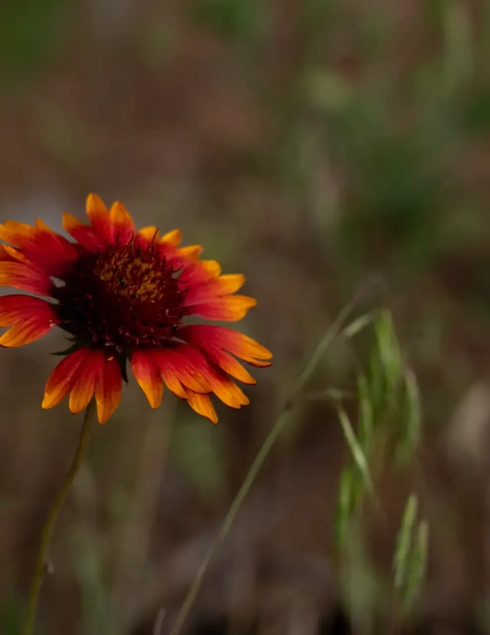 Cimarron Sky Photography image