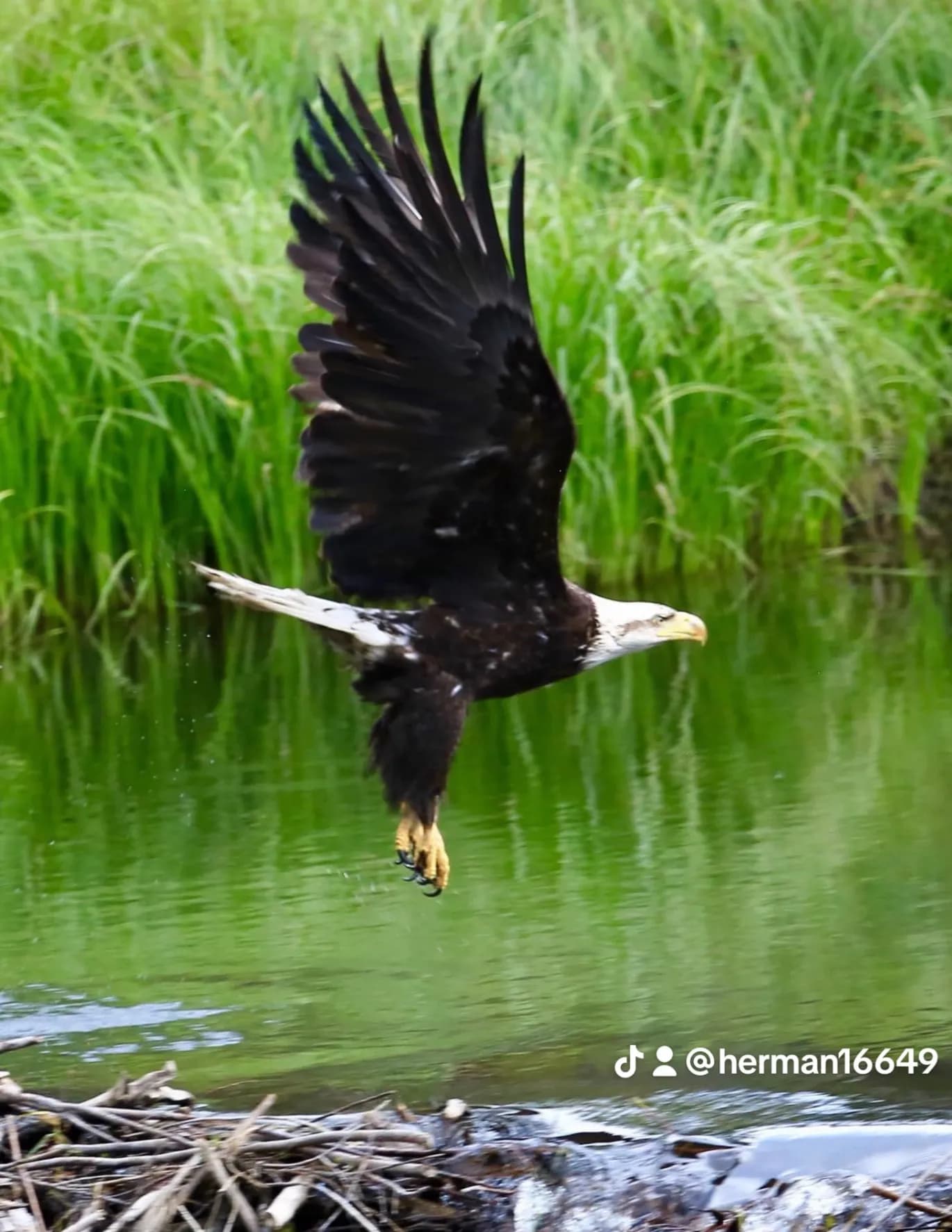Herman R Kaglik image