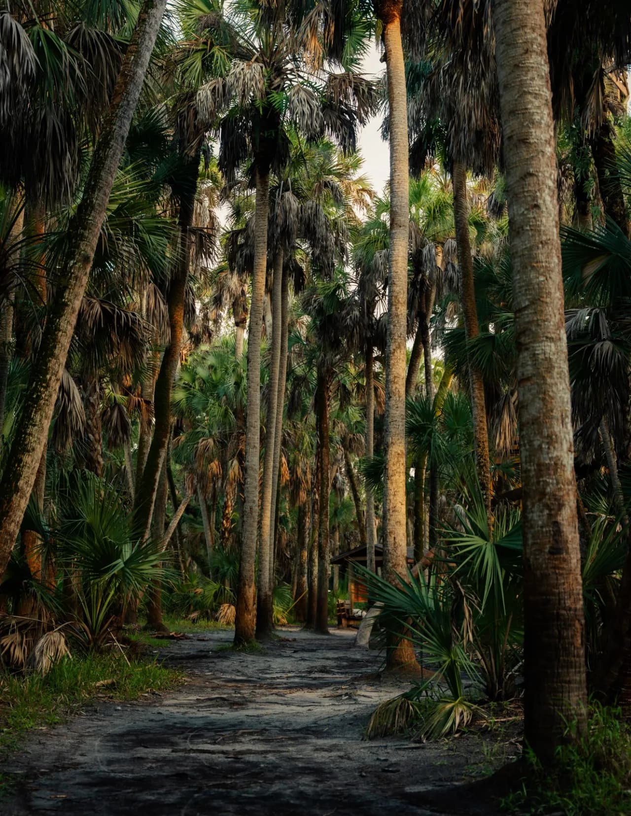 SteveMillerPhoto image