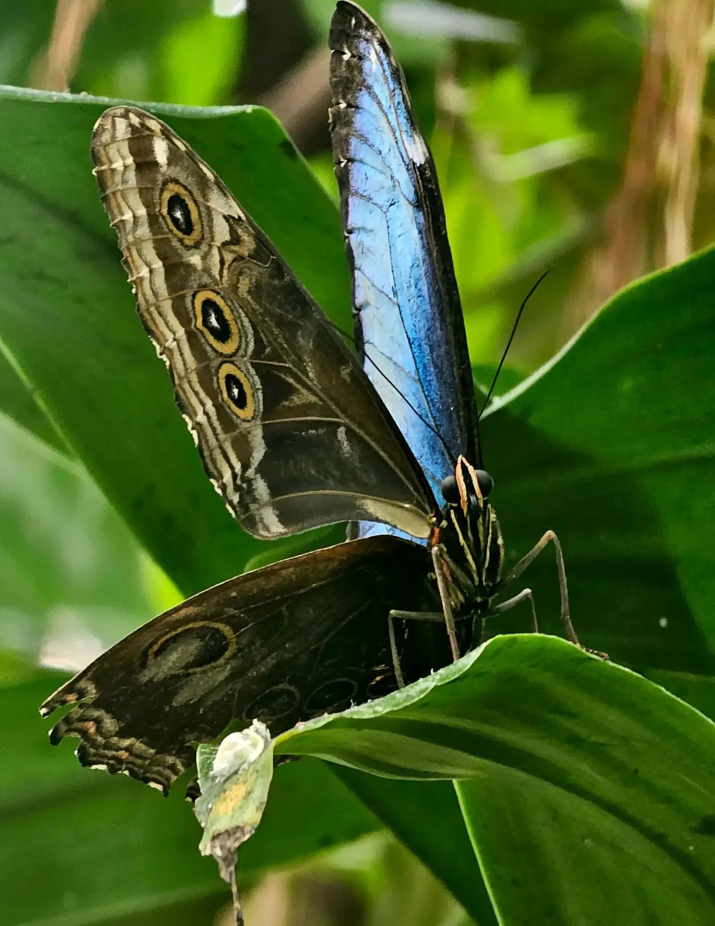 Feral_Lense image