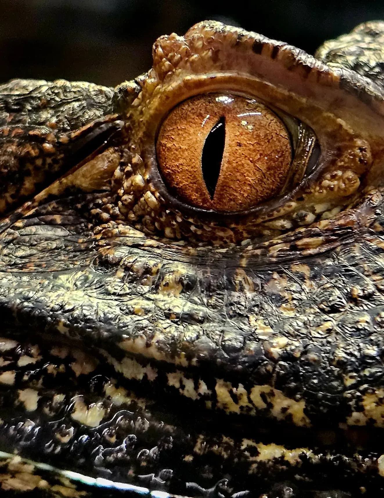 Feral_Lense image