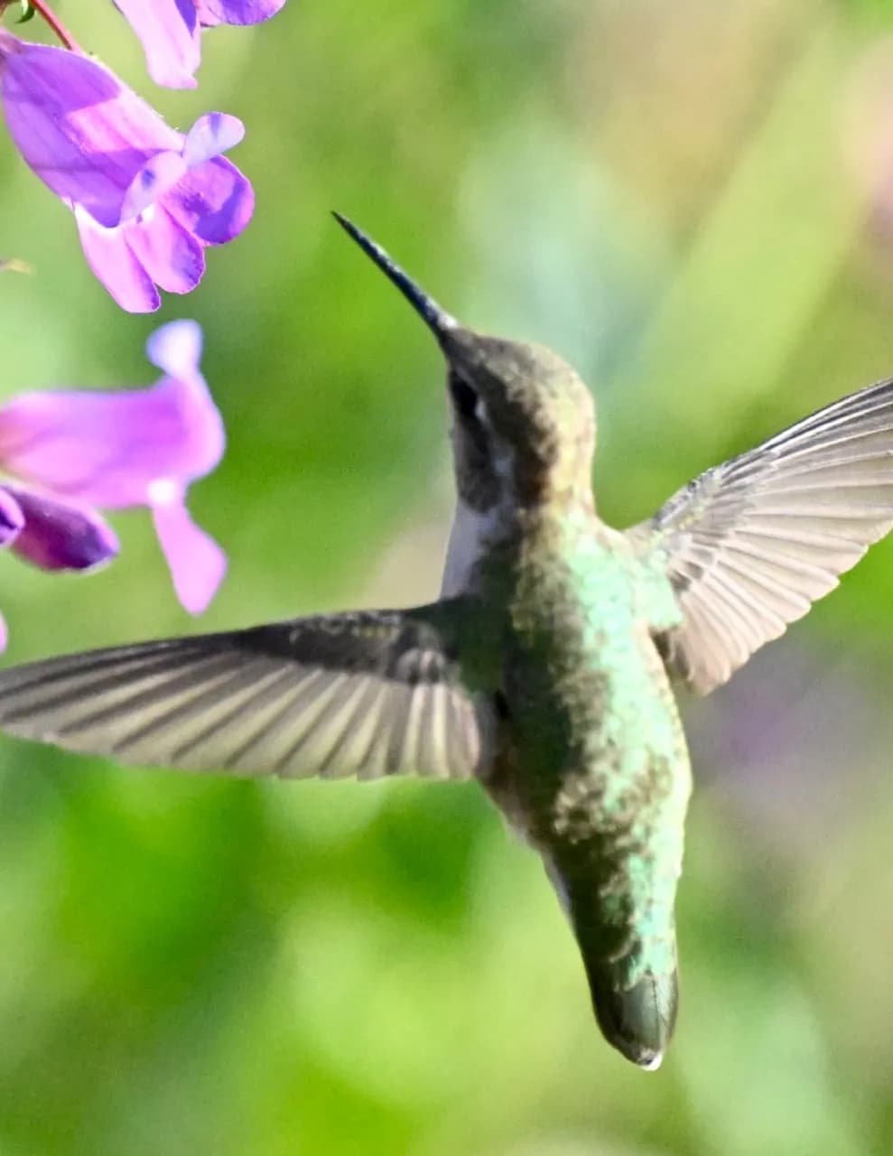 E. Hepler image