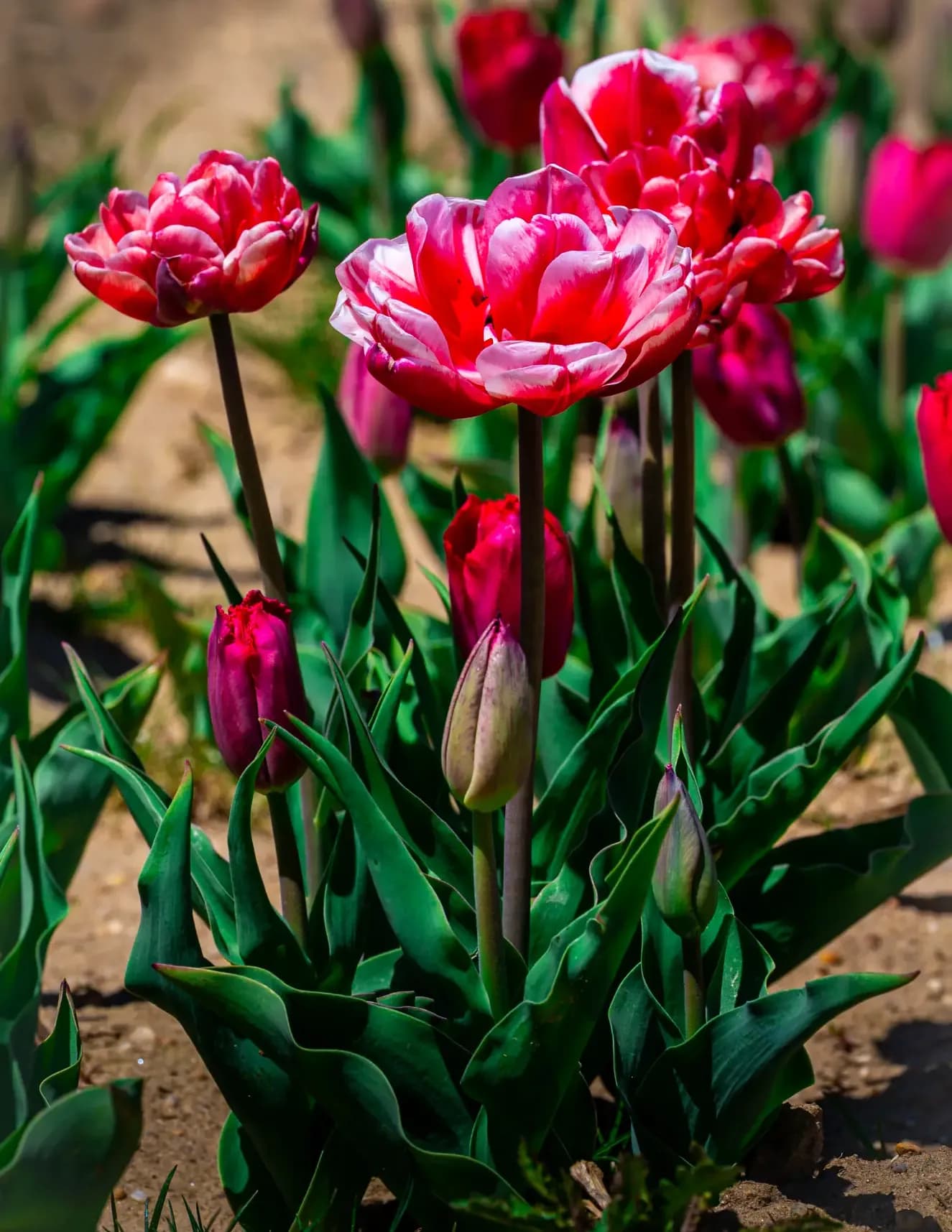 Chris Audioun Photography image