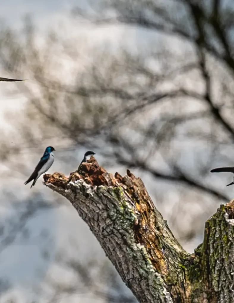Chris Audioun Photography image