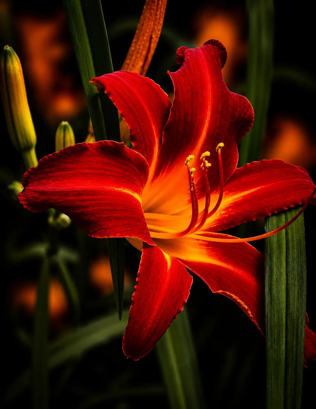 Karleen image