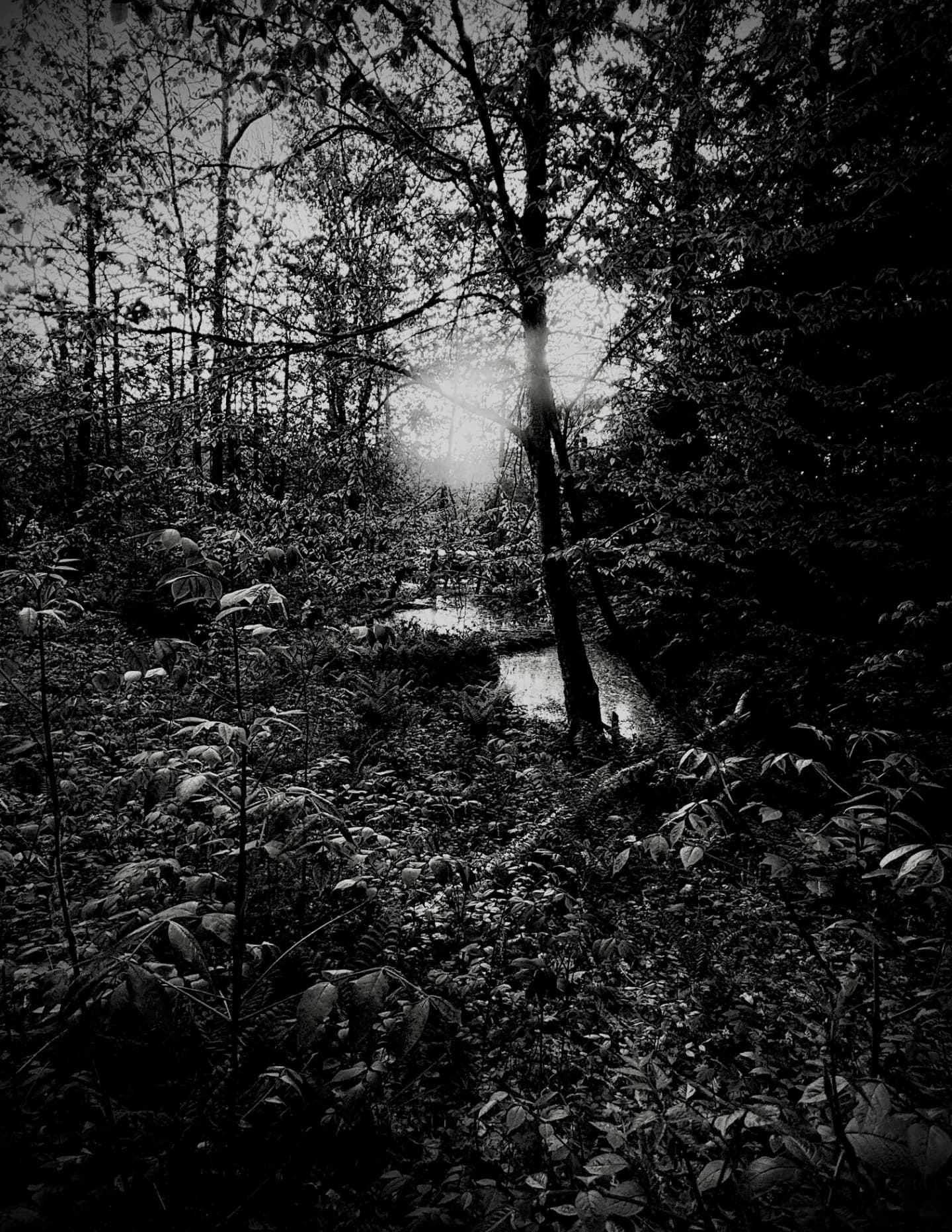 Shawn pangburn image