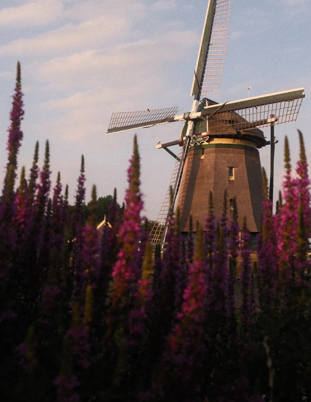 Kristjankalev image