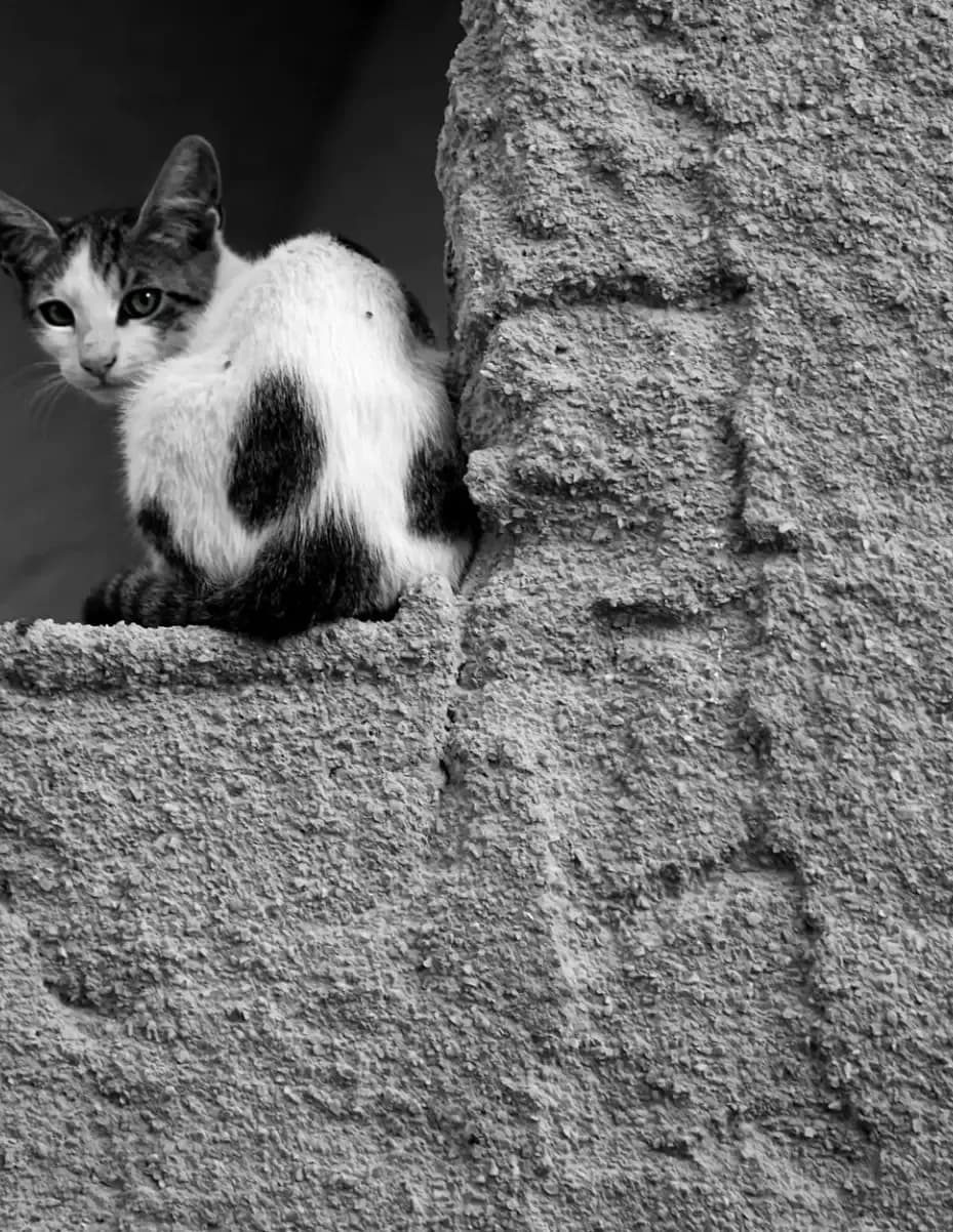 Felix Saint image