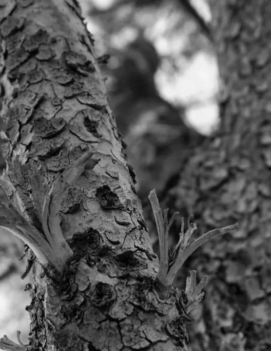 Through Dayan’s Eyes image