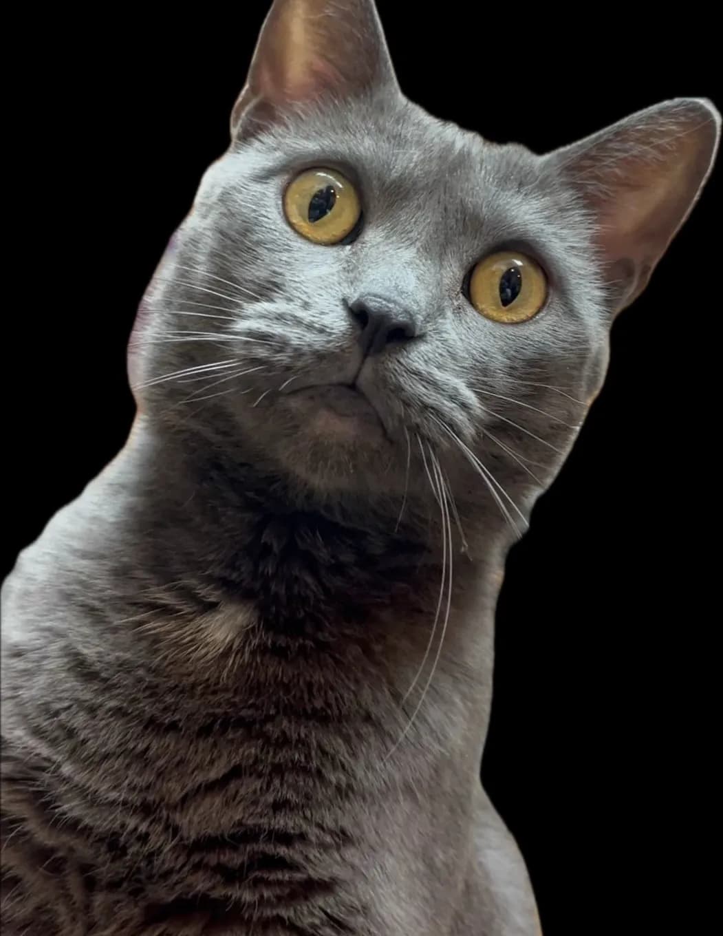 Carl image