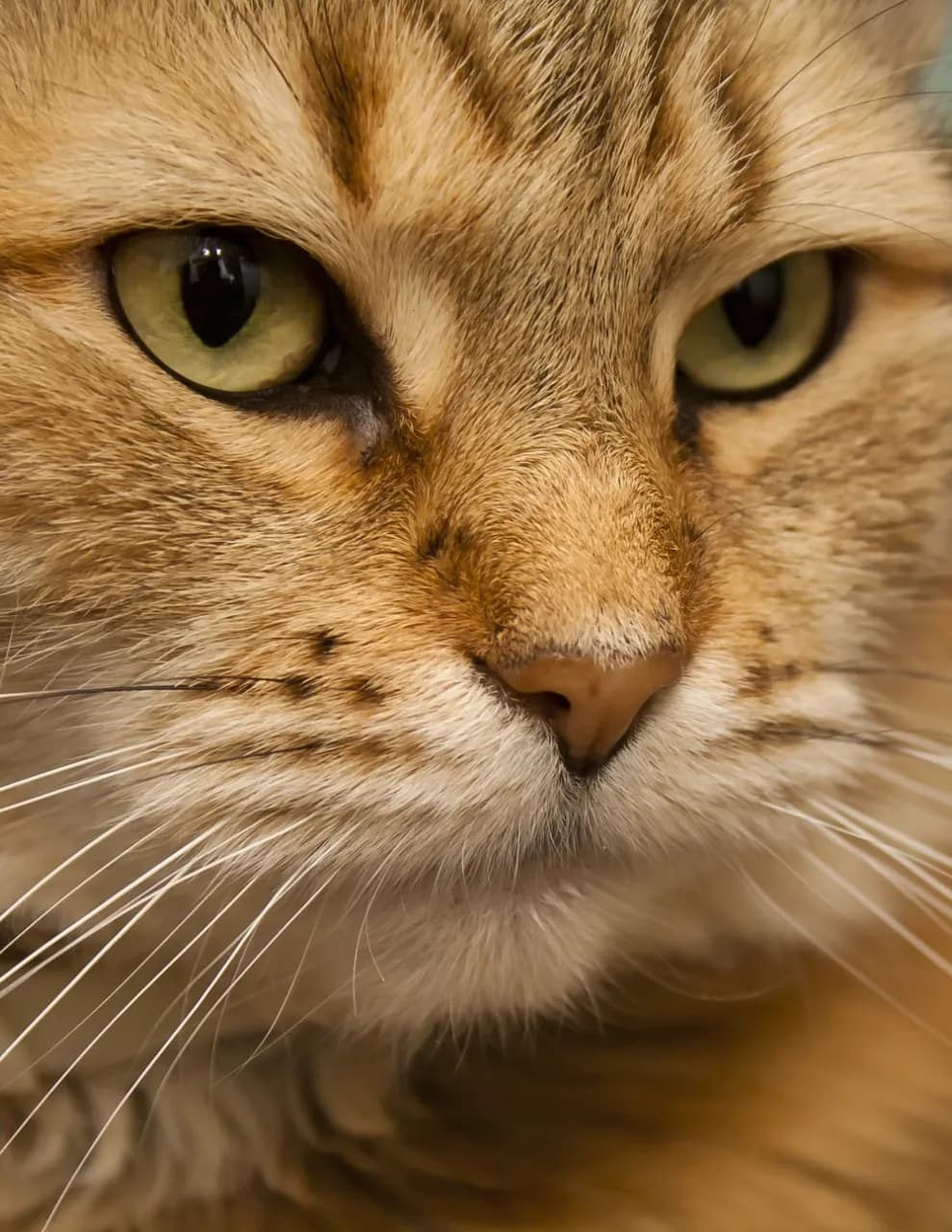 Carl image