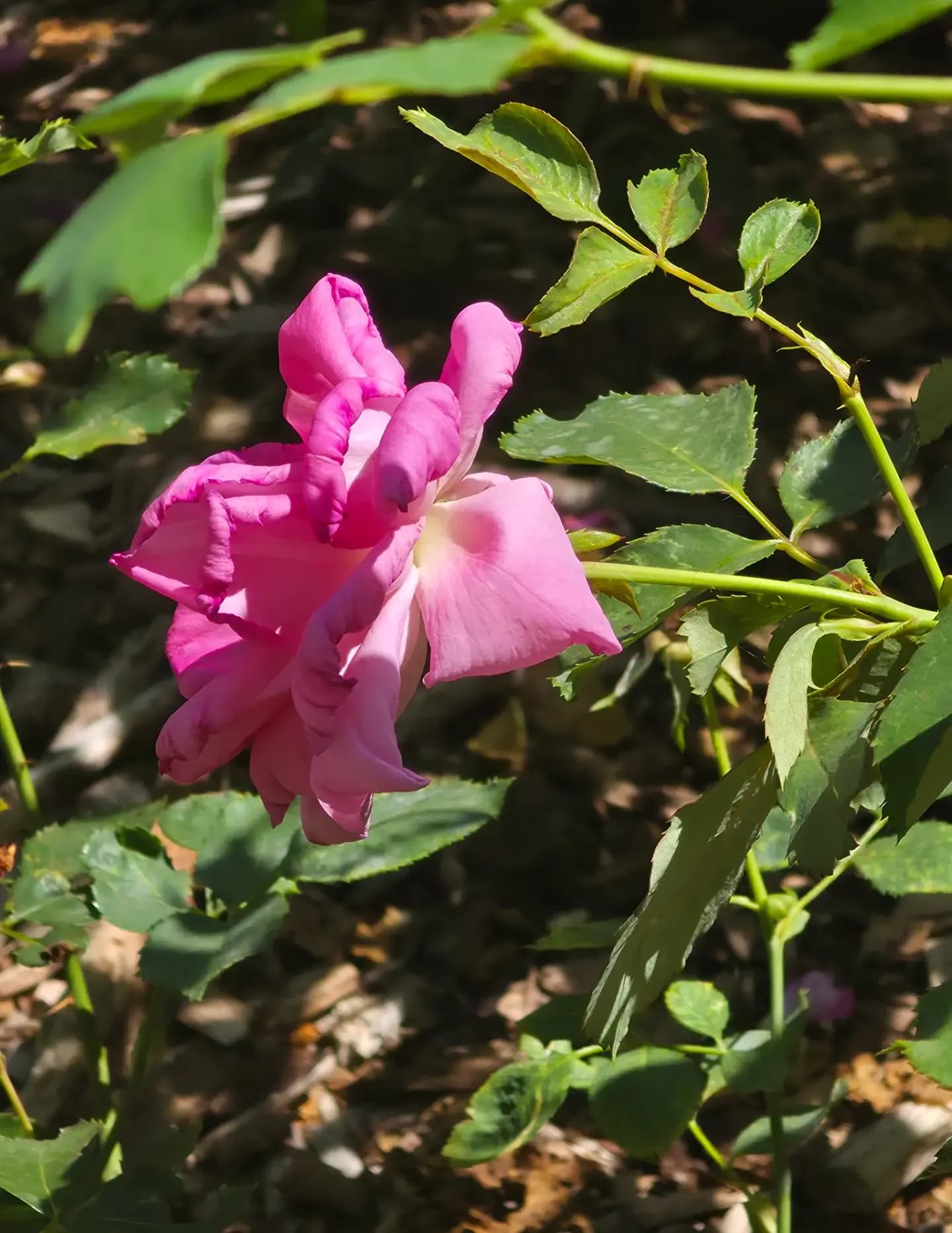 HiddenWorthPhotography image