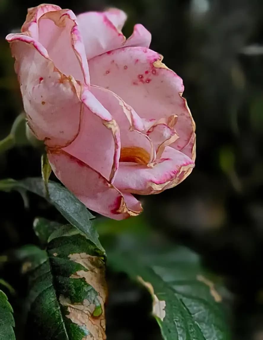 HiddenWorthPhotography image