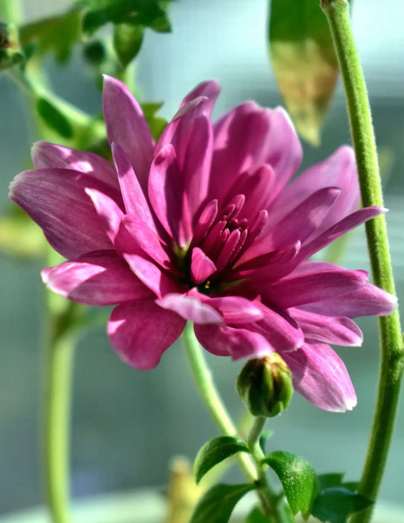 Jillie Tea creations image