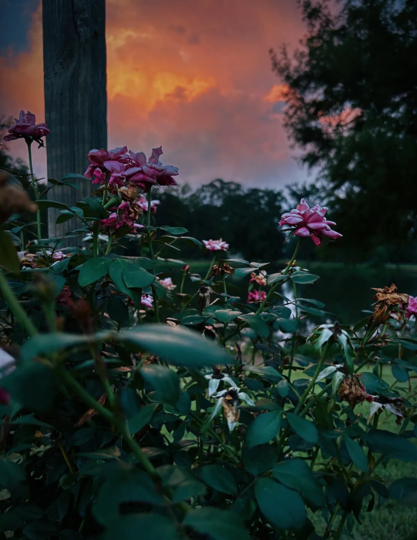 Emmakober image