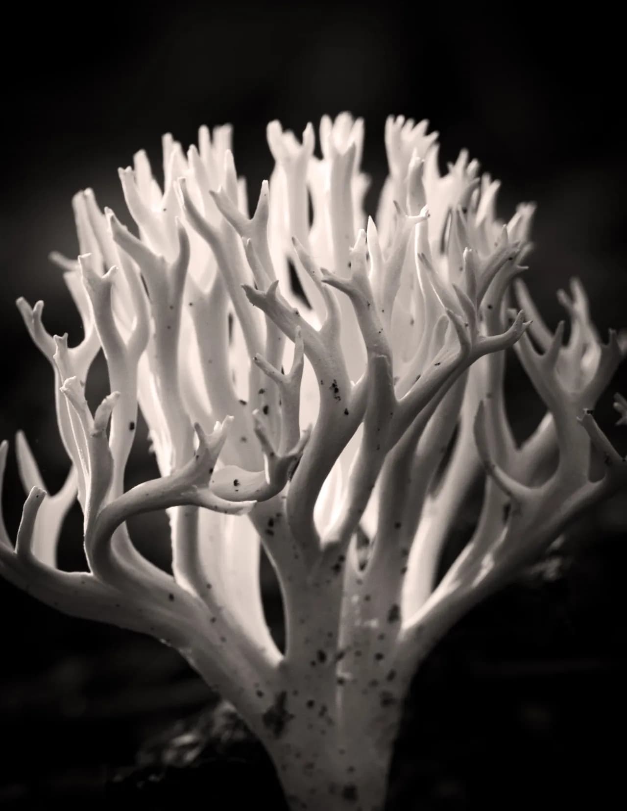 Trent Chambers image