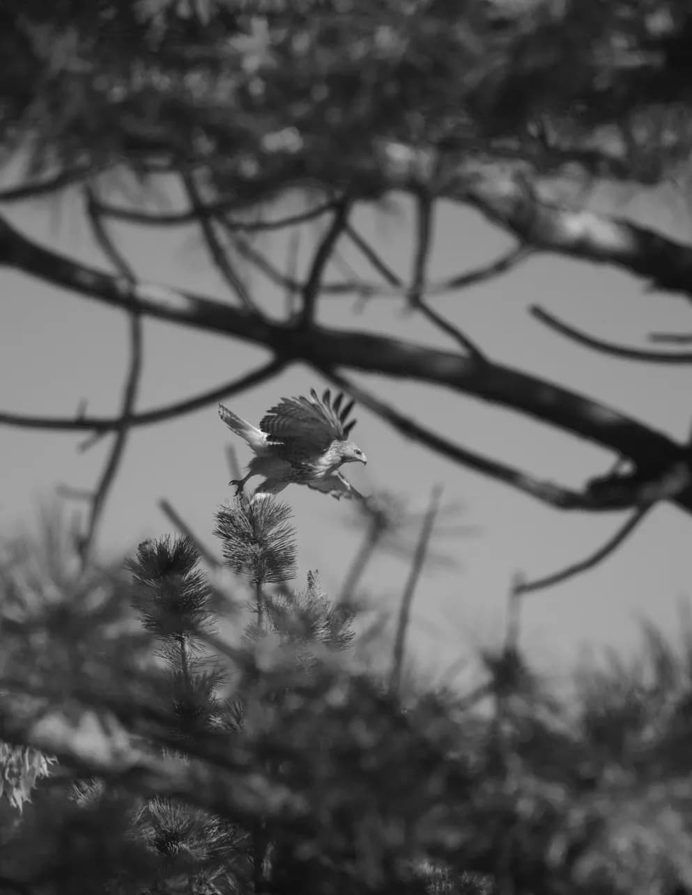 Simplicity Shown image