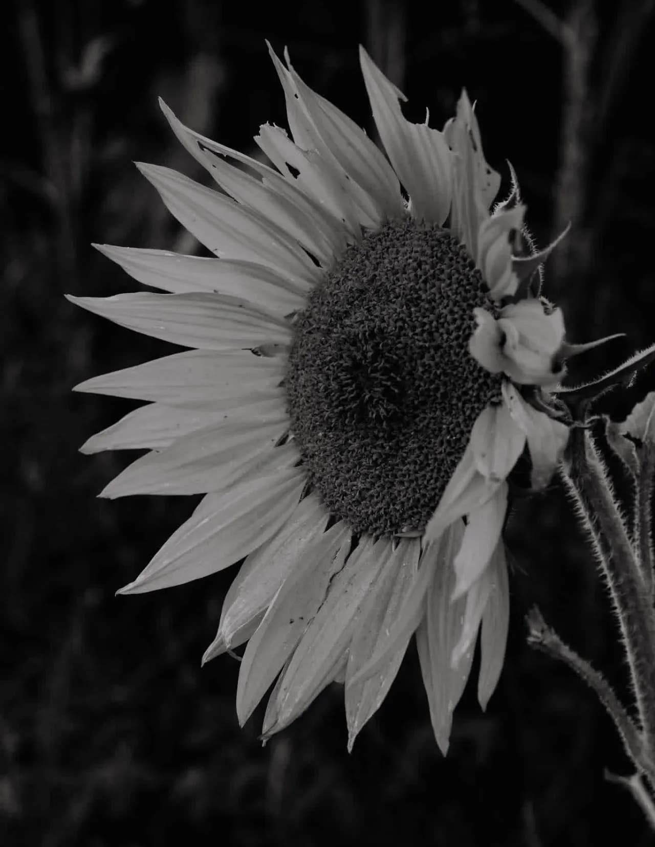 ErwayPhotography image