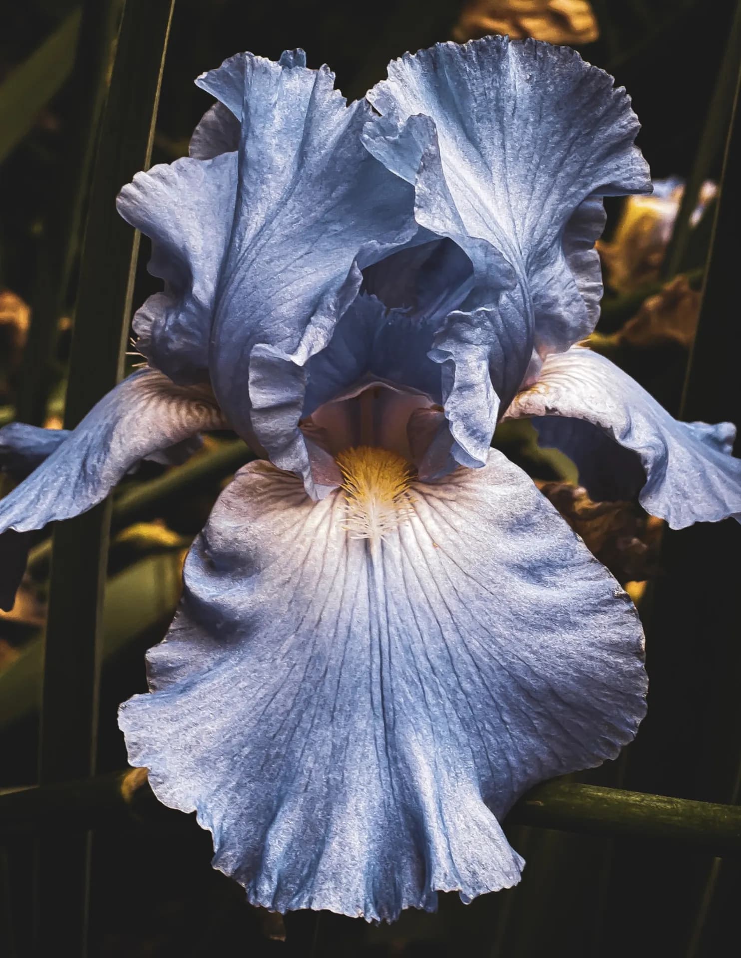 JeanieBridges image