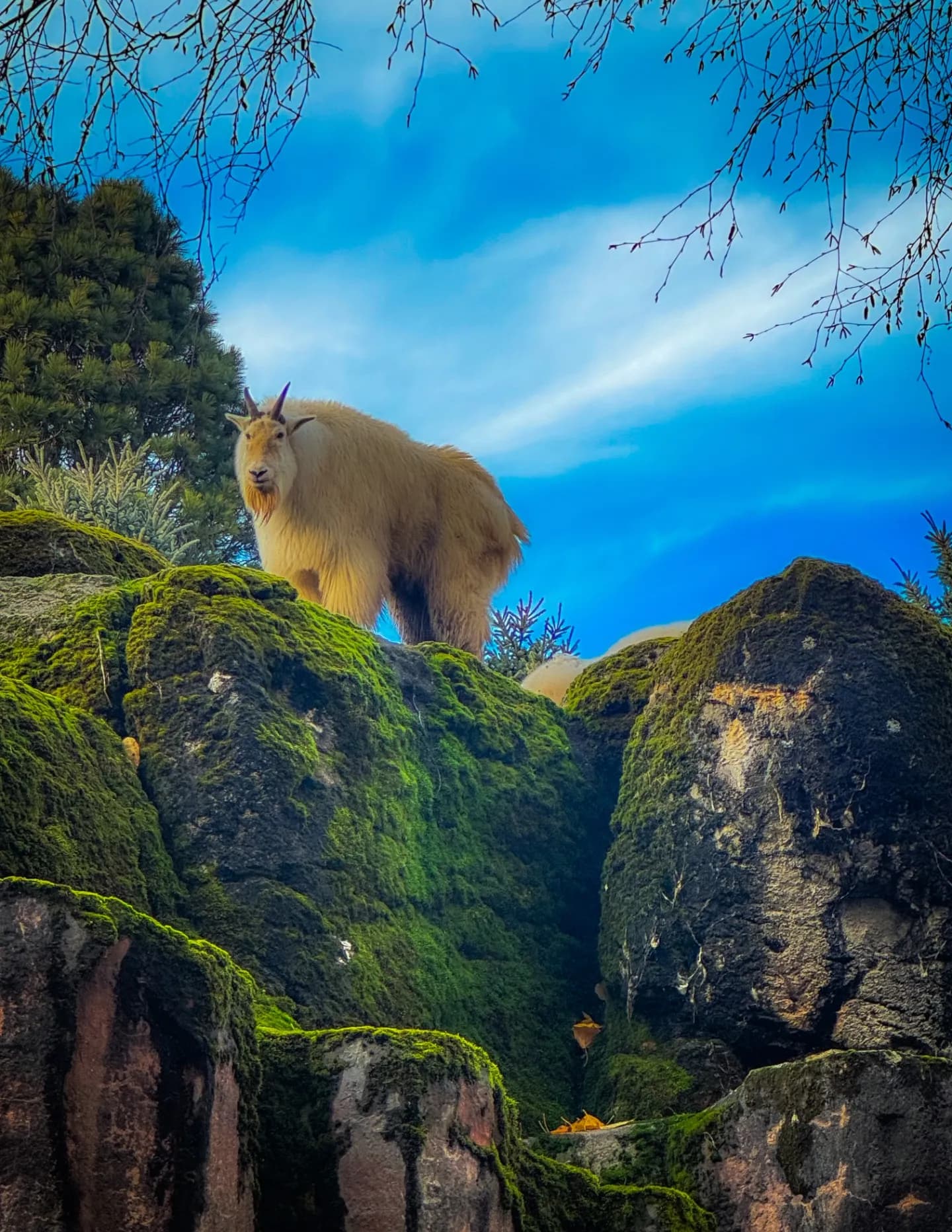 Wild Wood Fine Art & Photography image