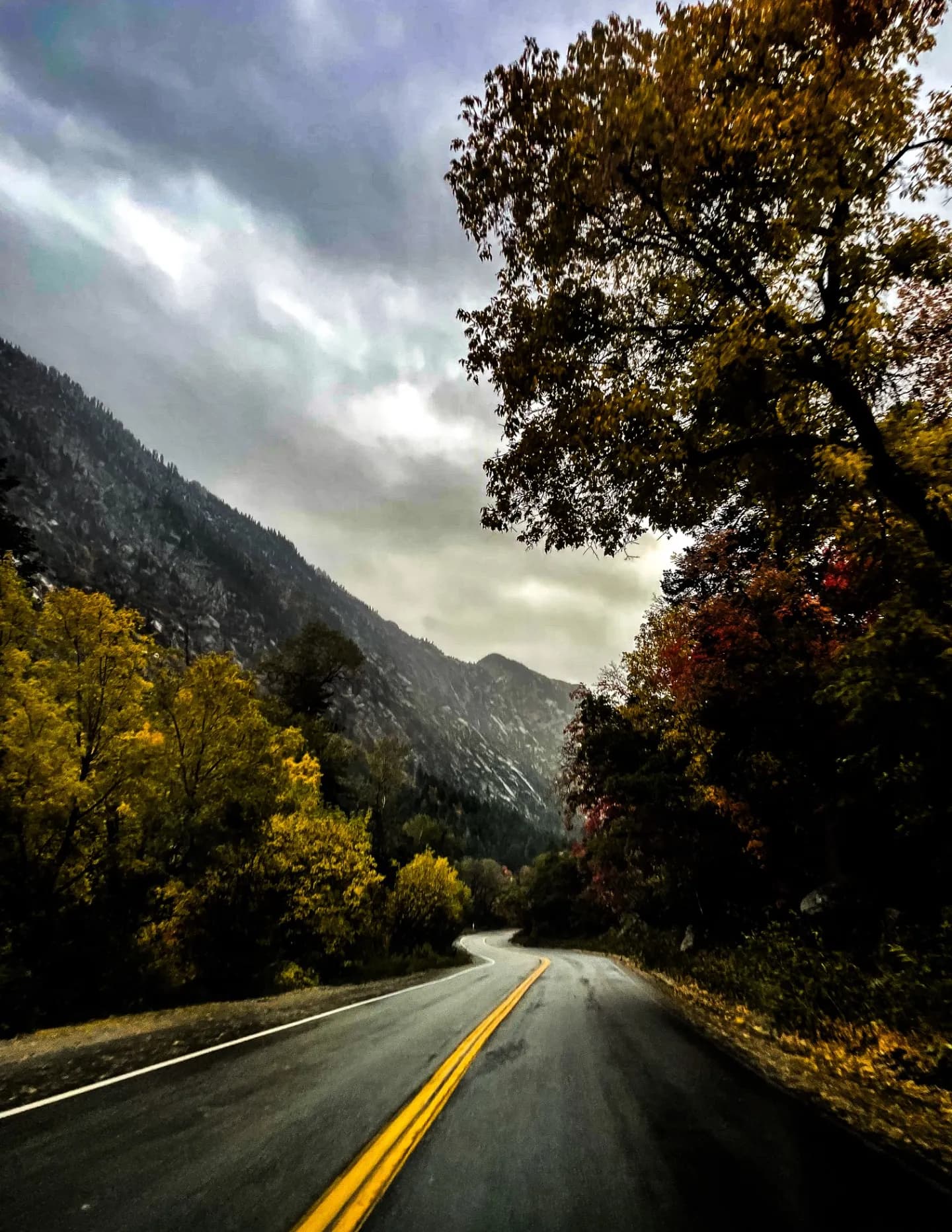 Wild Wood Fine Art & Photography image