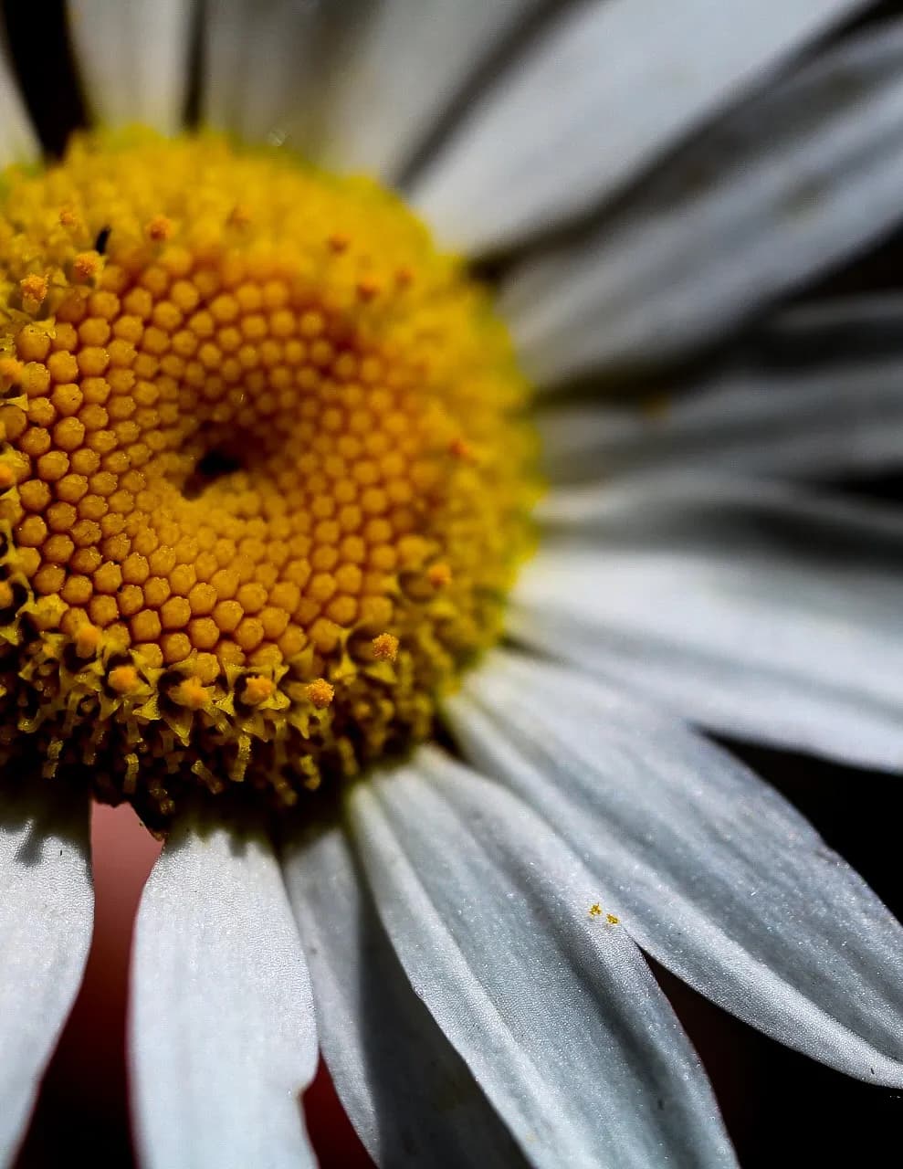 Wild Wood Fine Art & Photography image