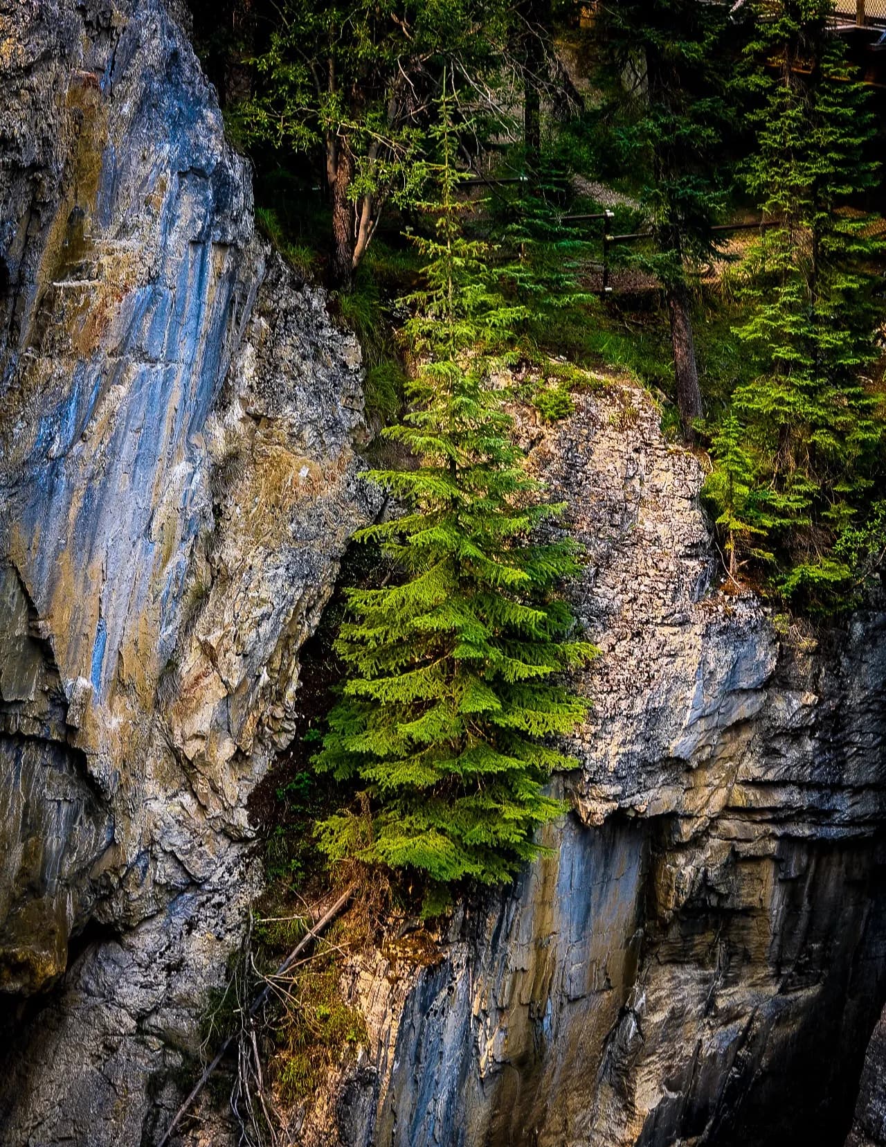 Wild Wood Fine Art & Photography image
