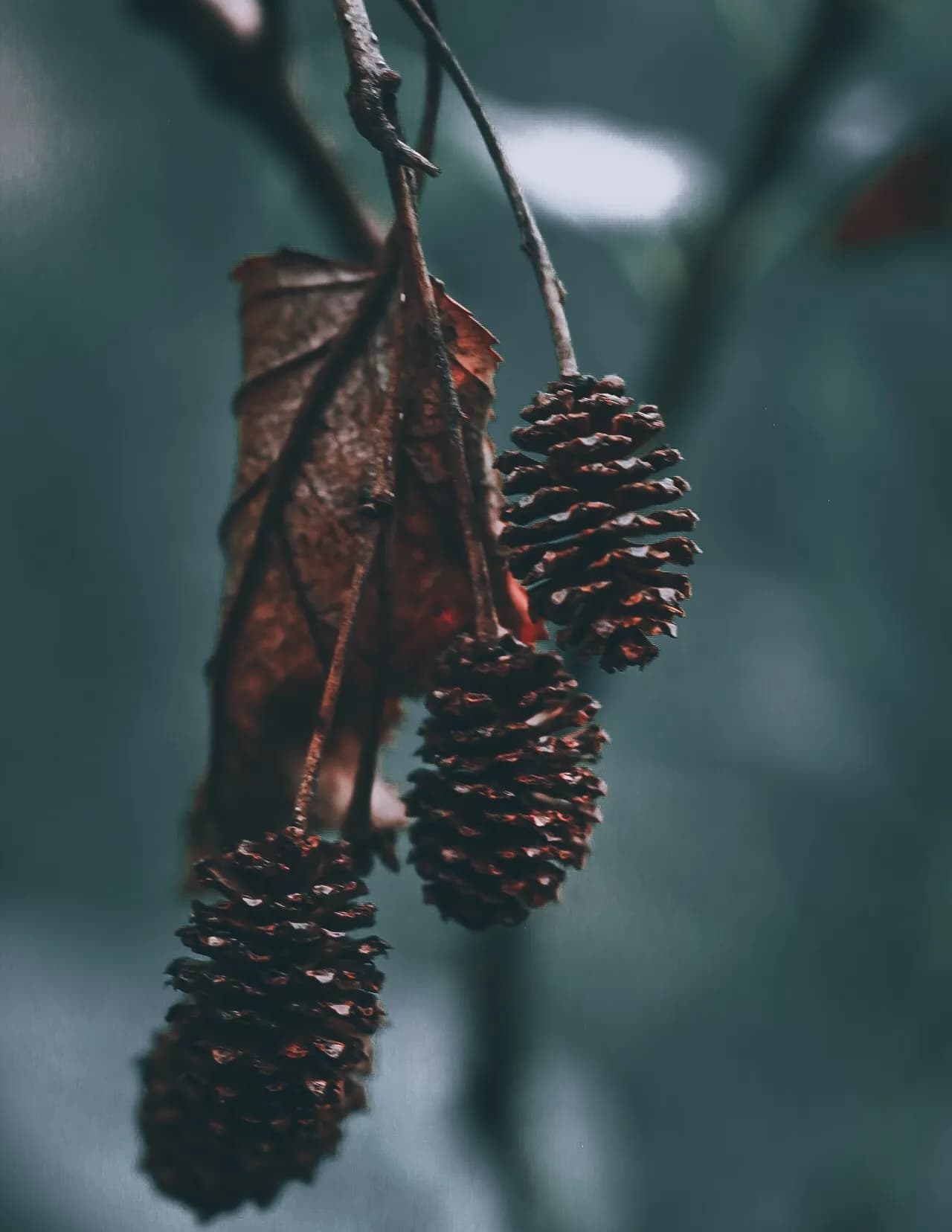 Wild Wood Fine Art & Photography image