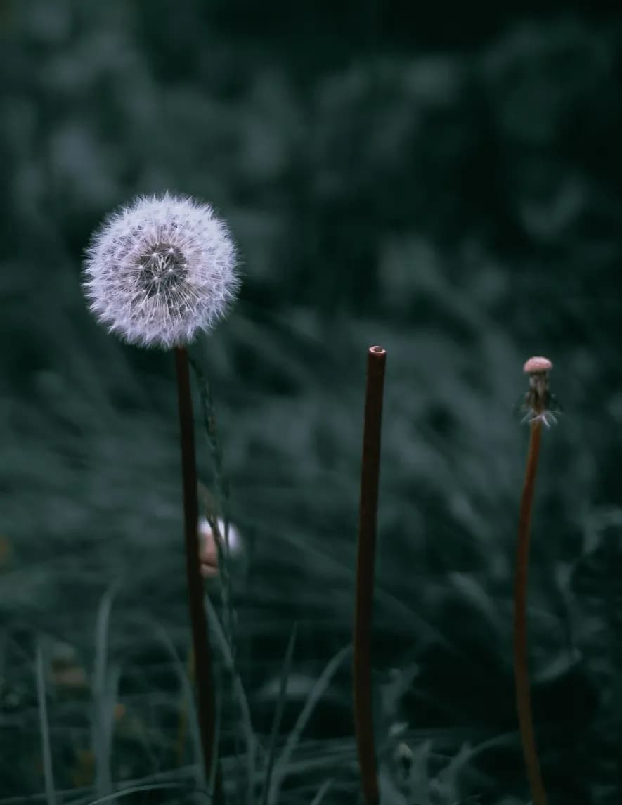 Wild Wood Fine Art & Photography image