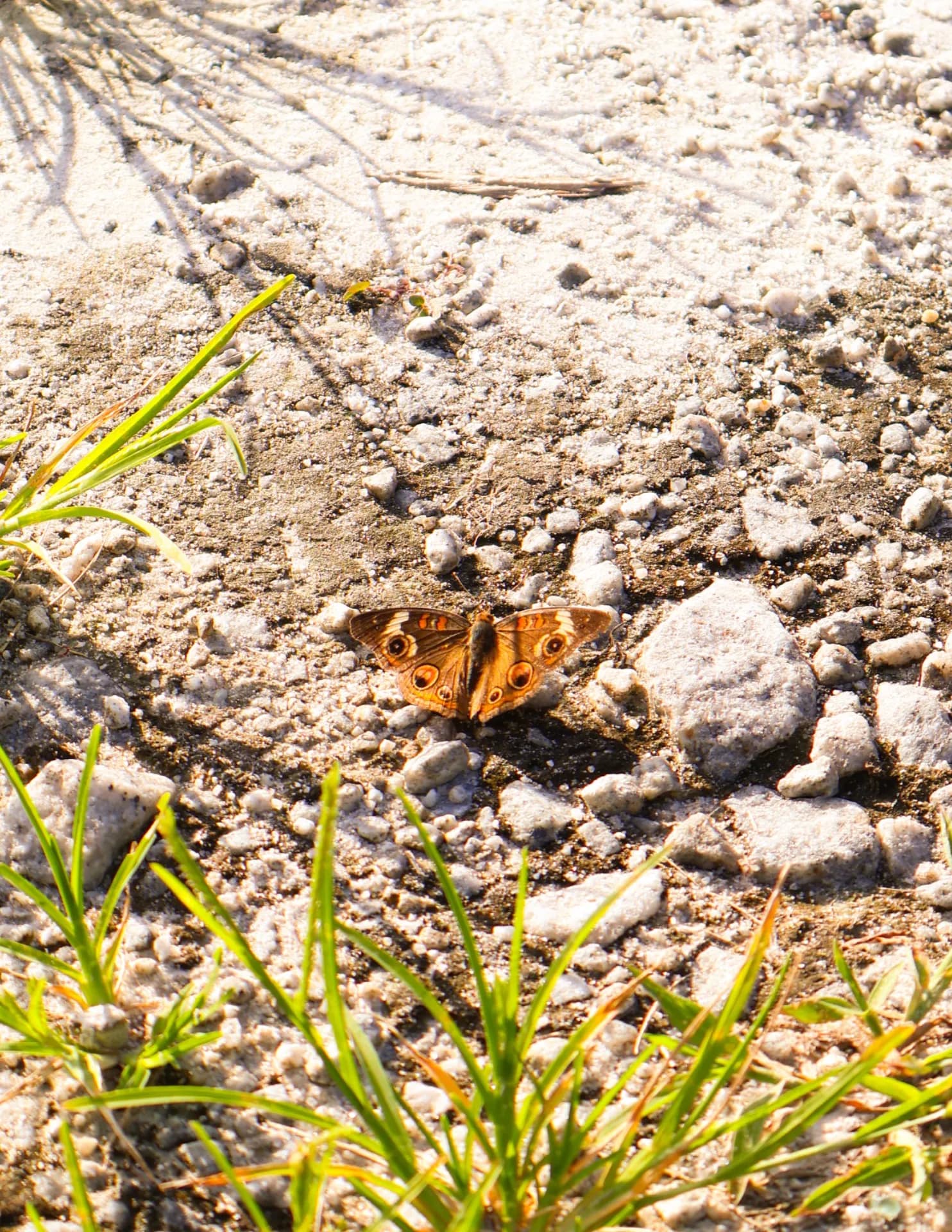 Carla Captured Photography image