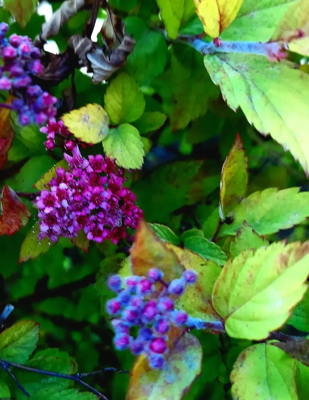 Red Maeven Nature Photos image