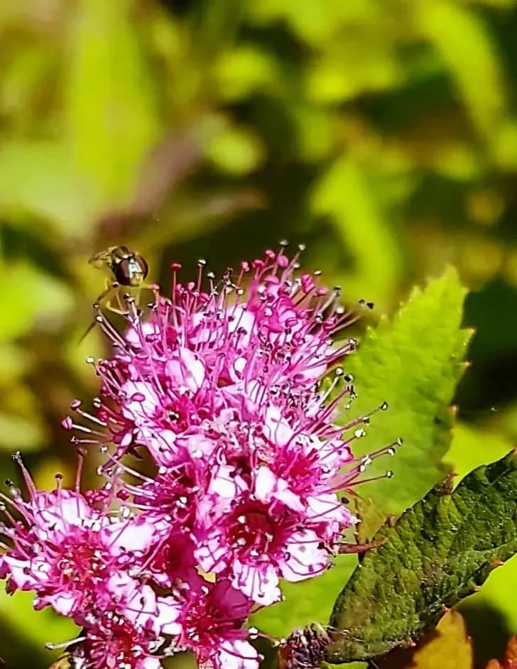 Red Maeven Nature Photos image