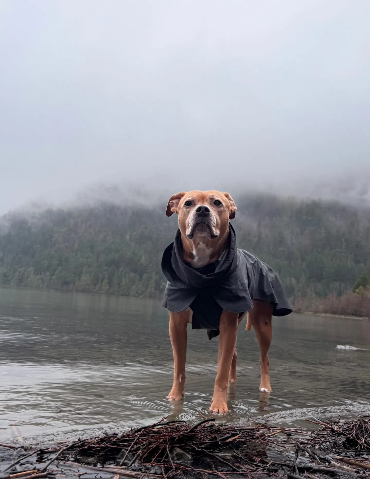West Coast 🇨🇦 image