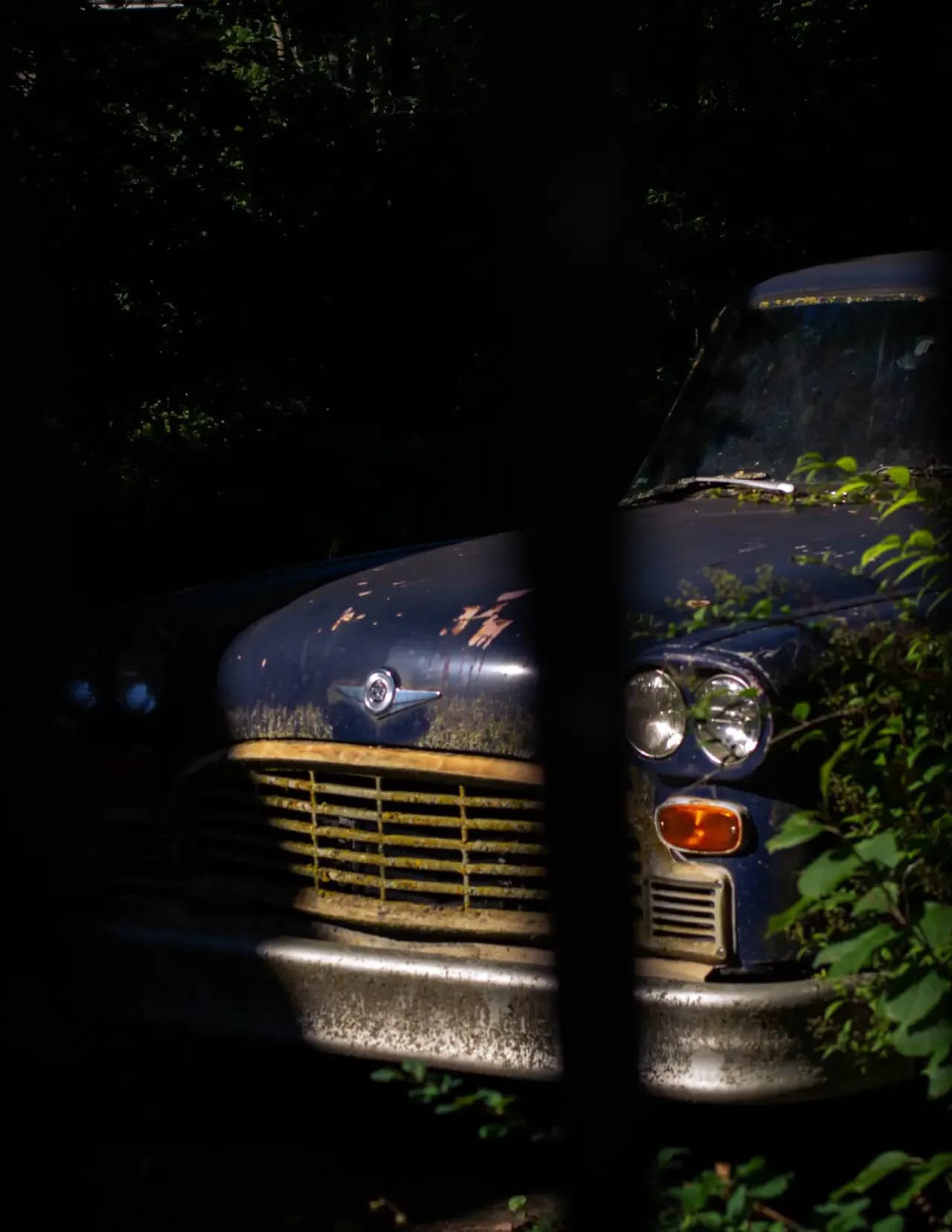 Logan J. Haldane image