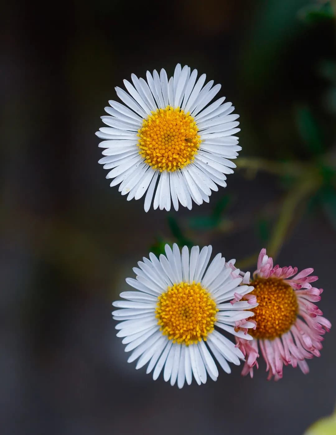 Oilpan photography image