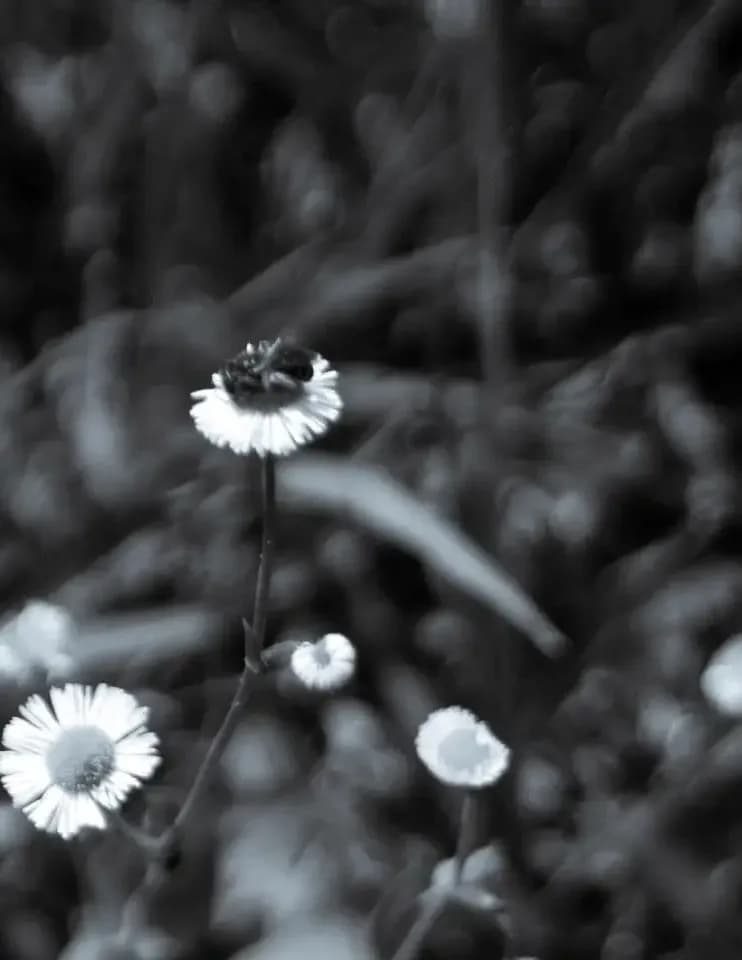 Nrdtgrphy image