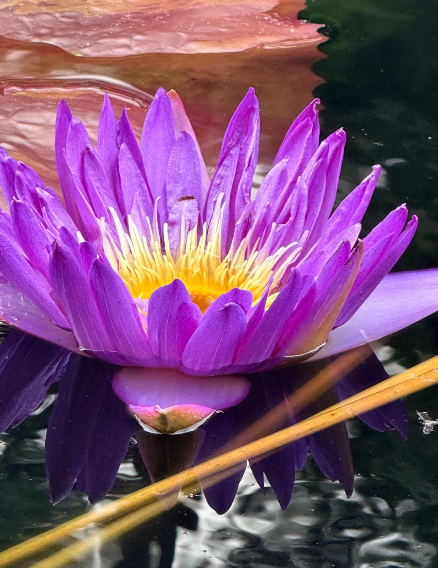 Xpressive Photography image