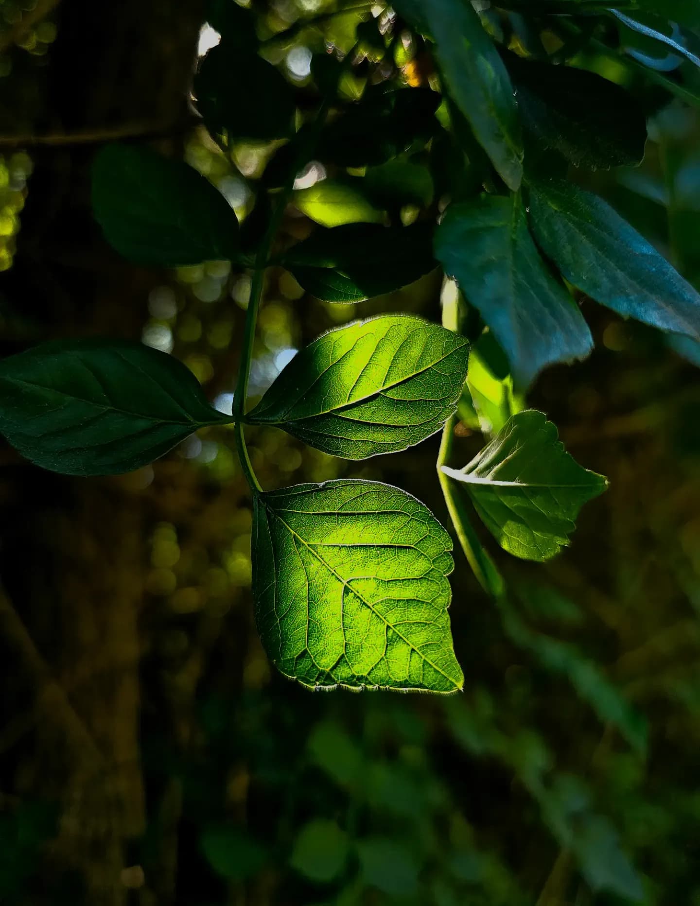 Feral_Lense image