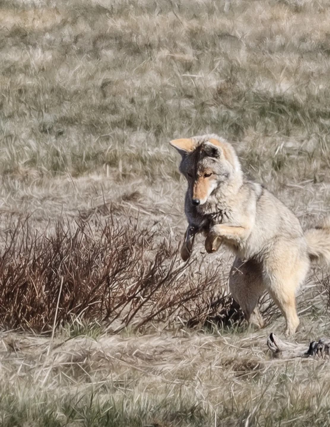 Cody Meridith Photography image