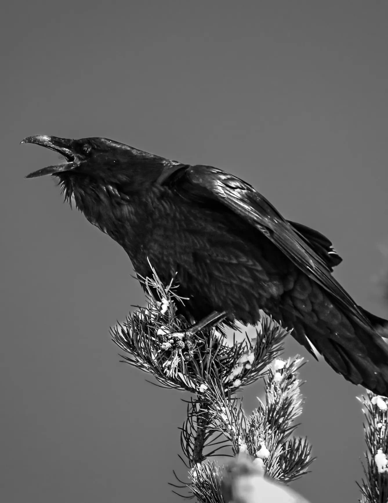 Cody Meridith Photography image
