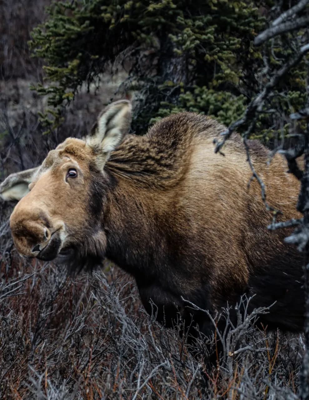 Cody Meridith Photography image