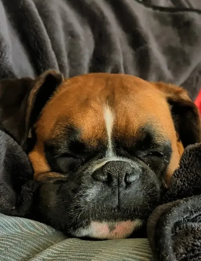 Tigger image