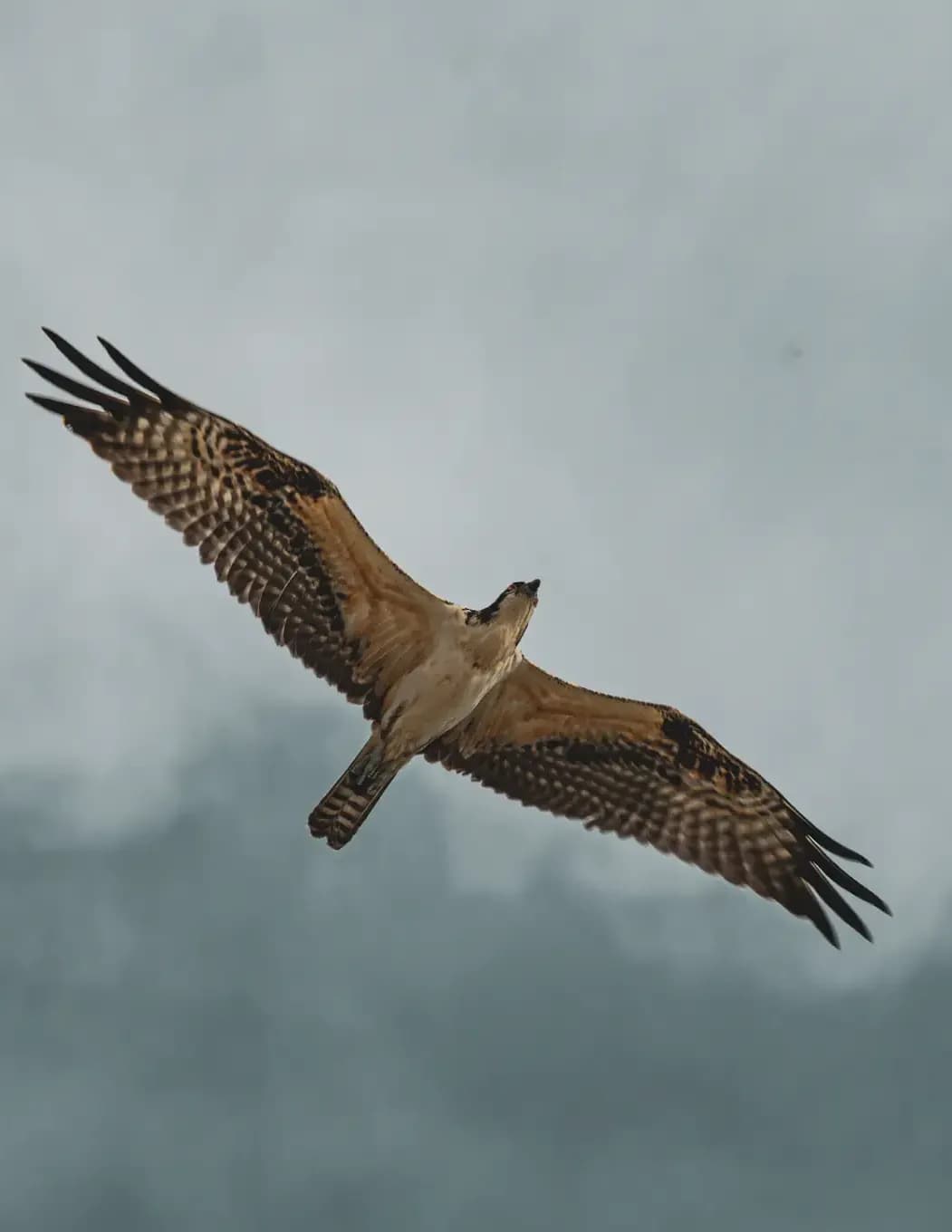 Freedom Flight Photography image