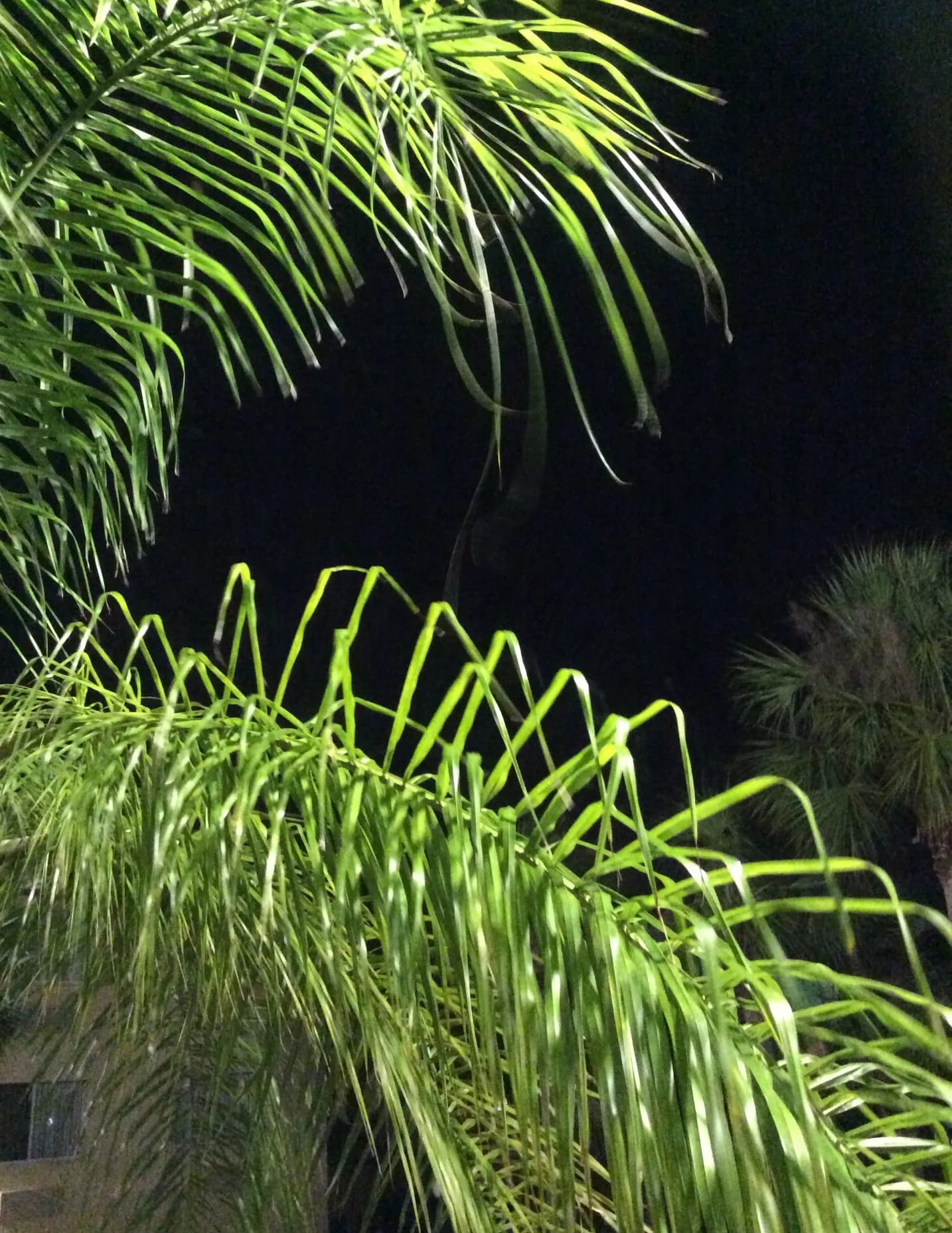 NCNJBelle image