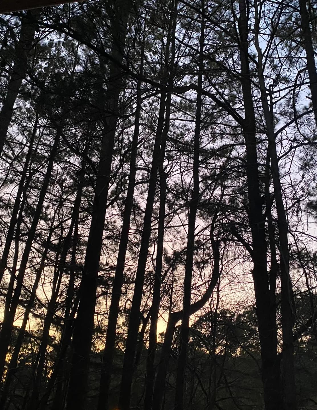 NCNJBelle image