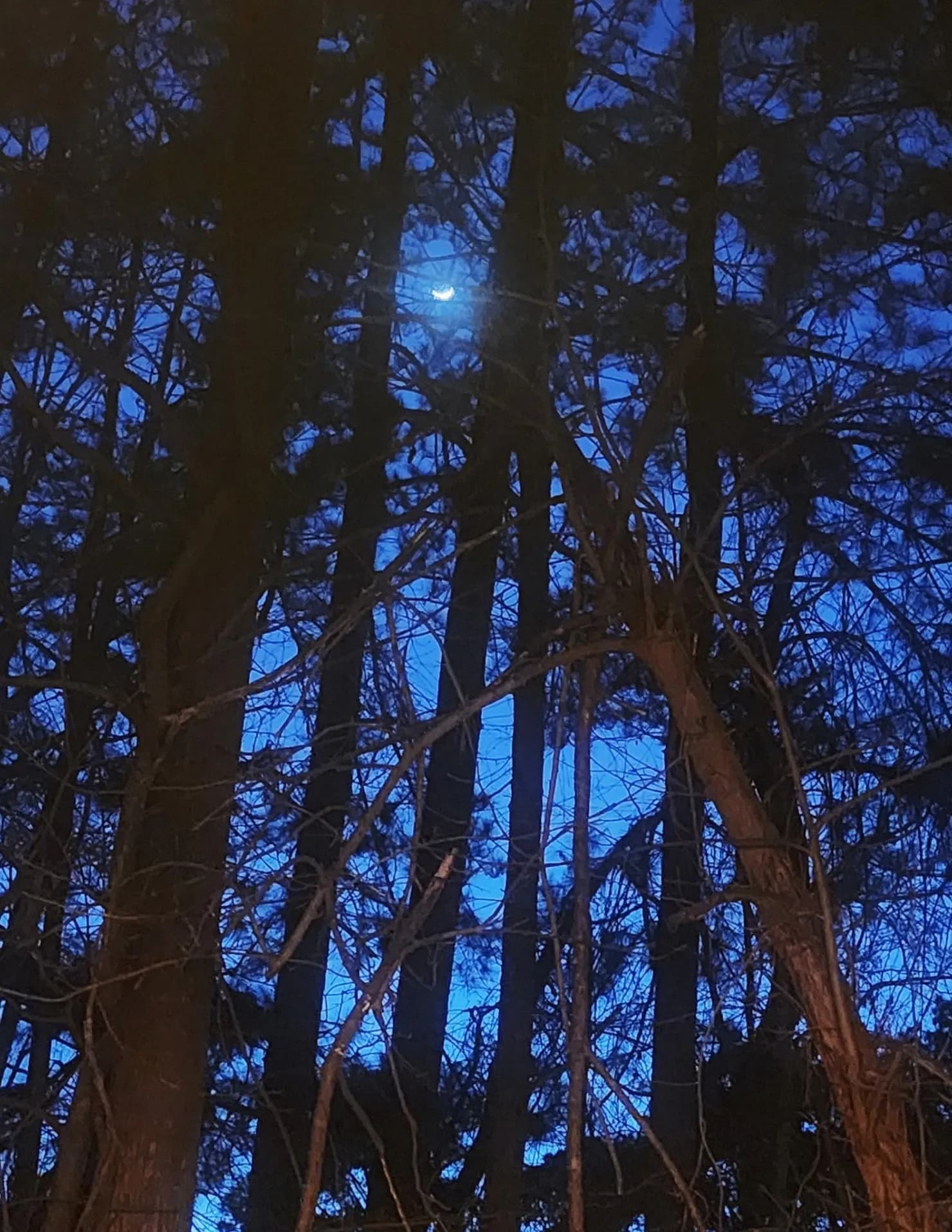 NCNJBelle image