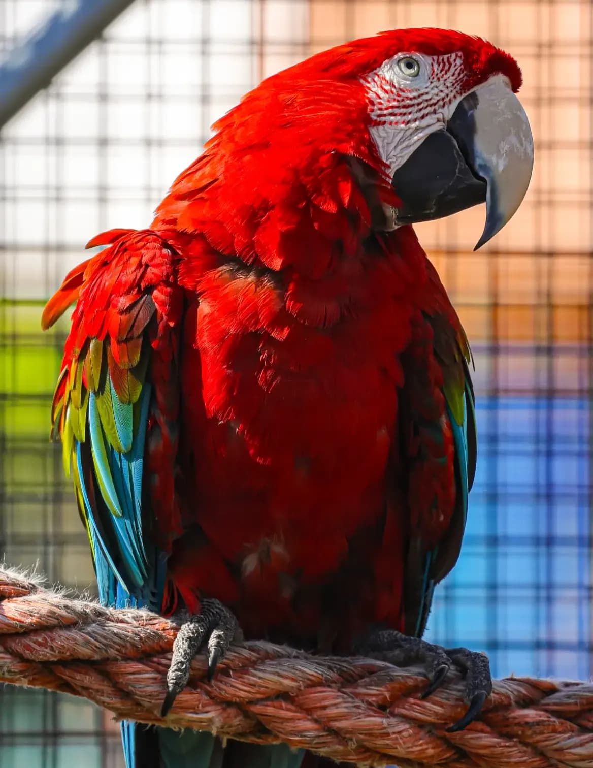 AirSkout image