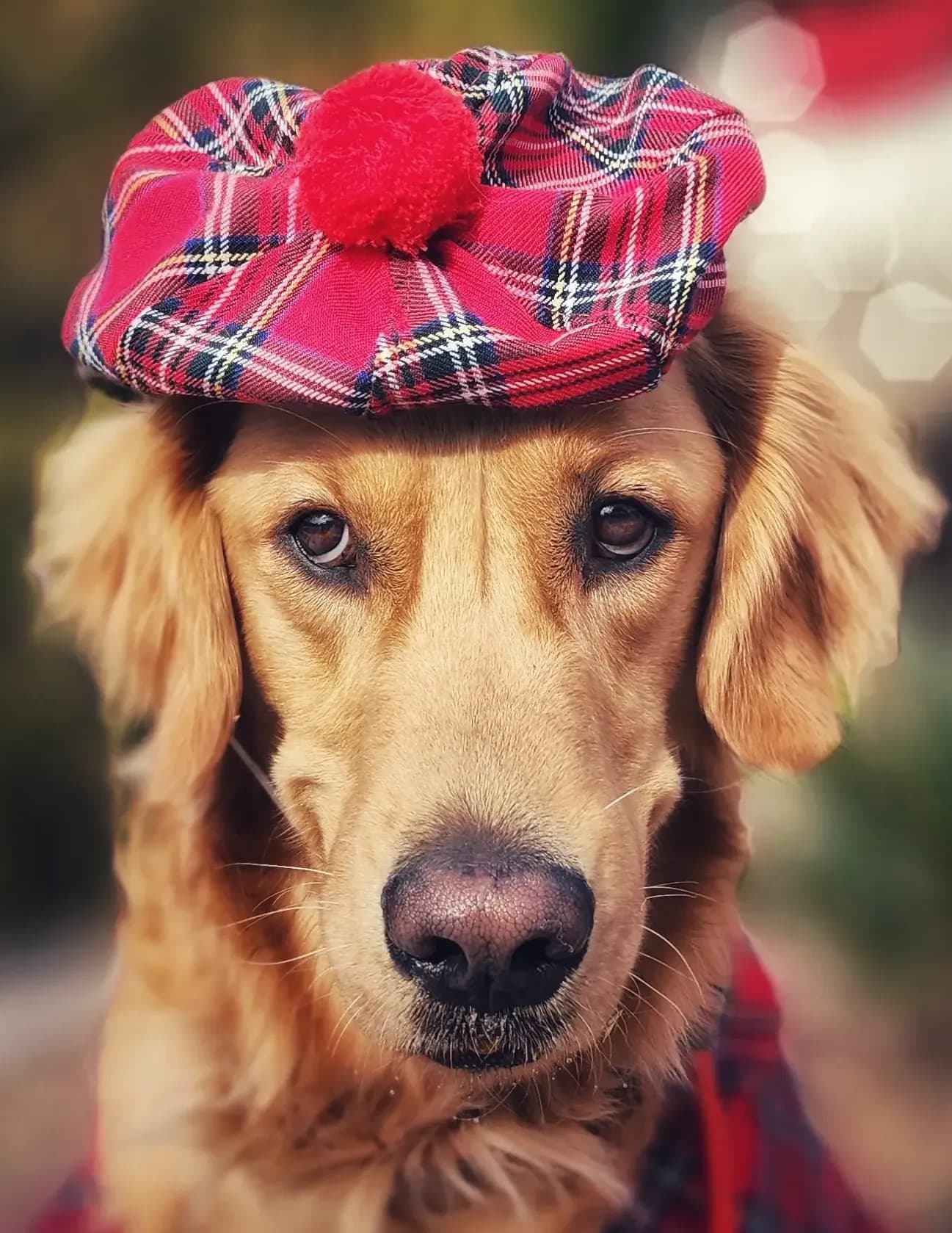 ClassicCara image
