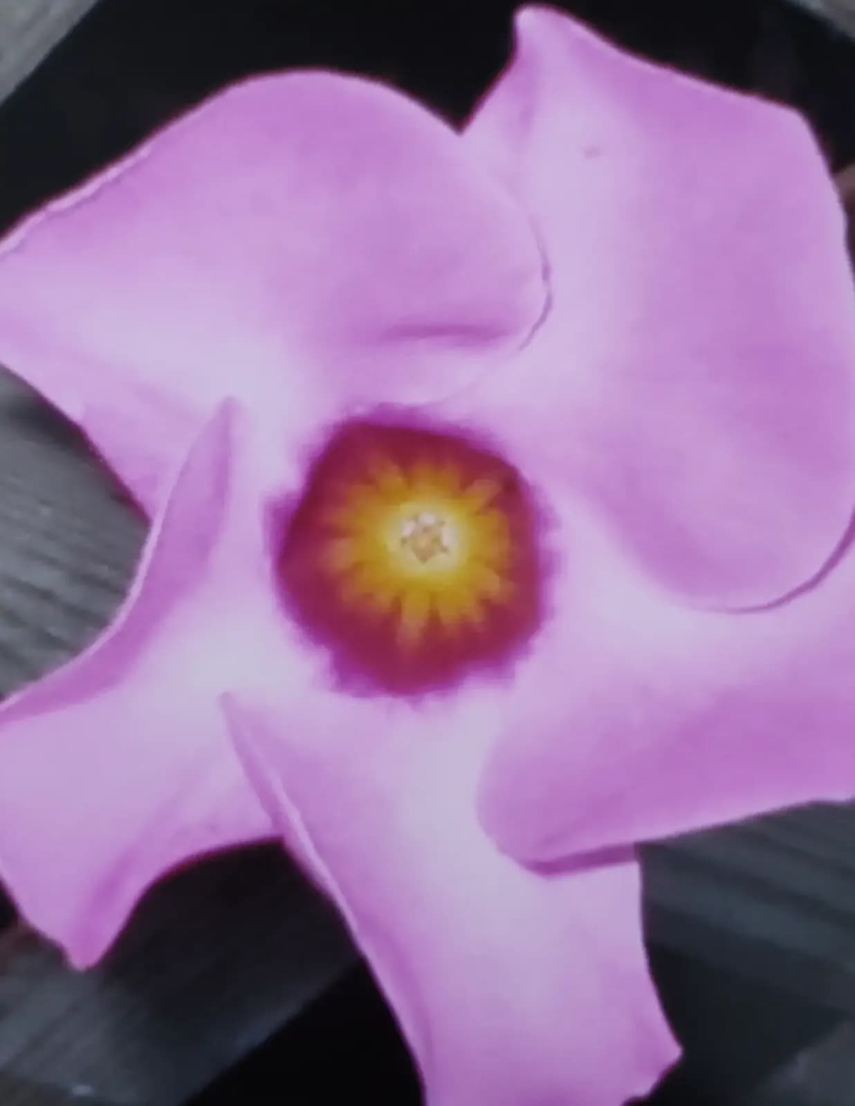 Marie Patty image